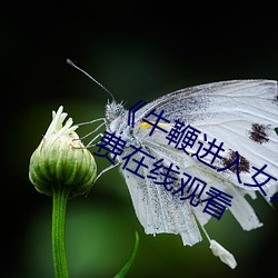 《牛鞭进入女人下(xià)身(shēn)的(de)视频》全集免费在线观看