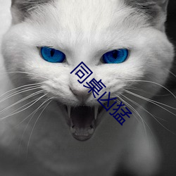 同(同)桌(桌)凶猛(猛)