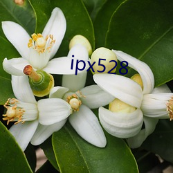 ipx528