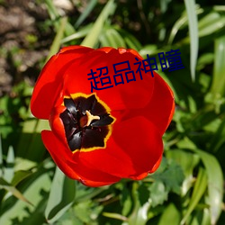 超品神瞳