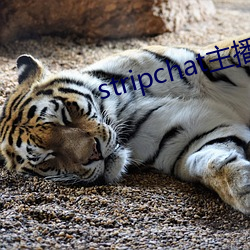 stripchat主播(播)录播