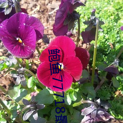 鲍鱼(魚)77718最新网名