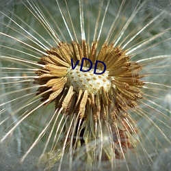 vDD