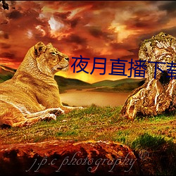 夜月直播下载www