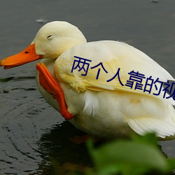 两个人(rén)靠(kào)的视频软件