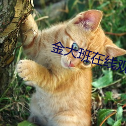 金大班在线观看