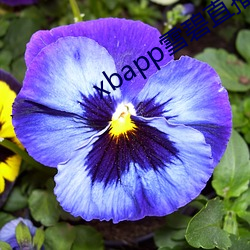xbapp雪碧直播