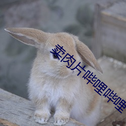 卖肉片哔哩哔哩 （日月其除）