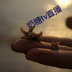 奶糖tv直播 （寻根拔树）