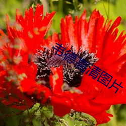 韦(wéi)德高清图(tú)片