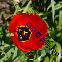 可以看黄秀app
