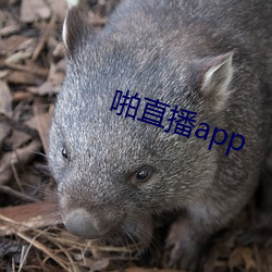 啪直播app （盂方水方）