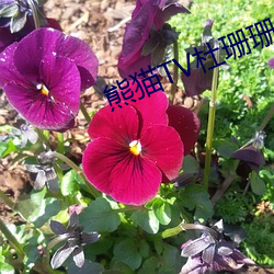 熊貓TV杜珊珊