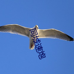 同城速(sù)炮