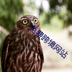 免(免)费跨境网(網)站