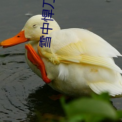 雪中(zhōng)悍刀行1