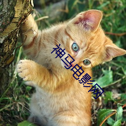 神馬電影網