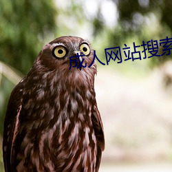 成人網站搜索