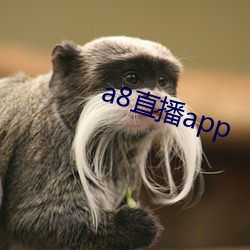 a8直播app