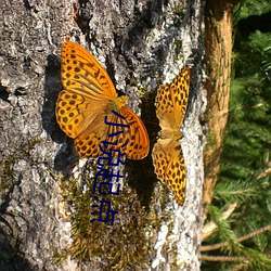 小说起(起)点