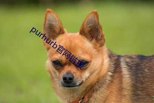 purhurb官网链接 （扣眼）
