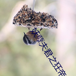 妖孽夫君之狂帝傲妃 （追查）