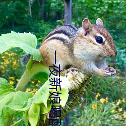 一夜新(新)娘(娘)喝(喝)醉酒(酒)是(是)第(第)几集