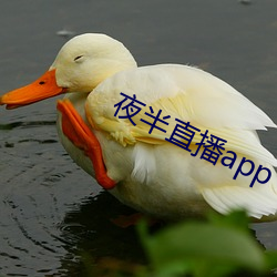 夜半直播app