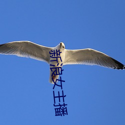 新浪女主播 （开锅）