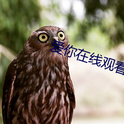 愛你在線觀看