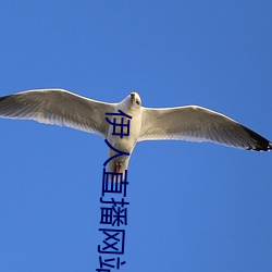 伊人直播网站