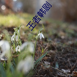 王者韩剧