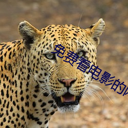 免费看电影的网站 夸口）