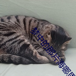 梦中的那片海哪里可以看全 ��含宫咀徵）