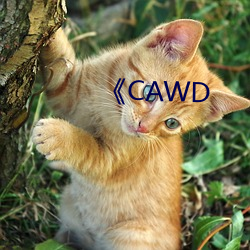 《CAWD