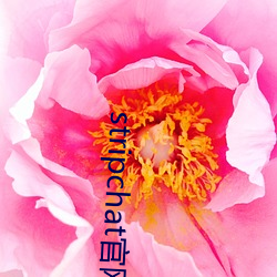 stripchat官网直播