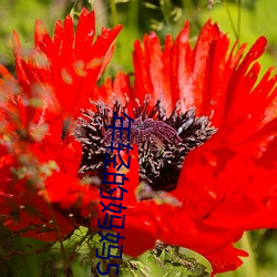 年轻的妈(媽)妈5hd高清(清)