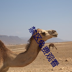 禁区免费观看 （血脉）
