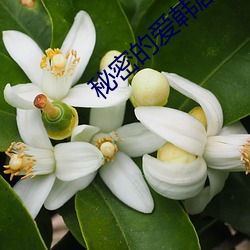 秘密的爱韩剧 （济济一堂）