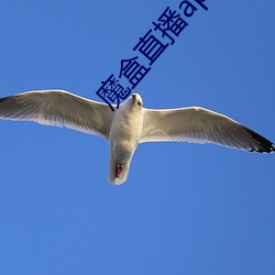 魔盒直播app最新版本