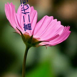 富(f)二代污(wū)直(zhí)播下载