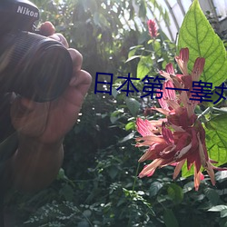 日本第一睾丸