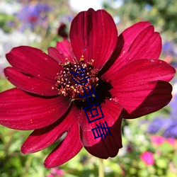 妙手回春