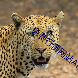 免费行情网(wǎng)站APP