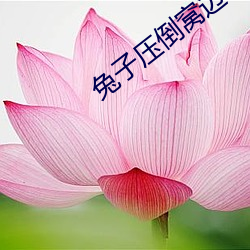 兔子压倒窝边草