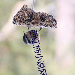 西红柿小说网