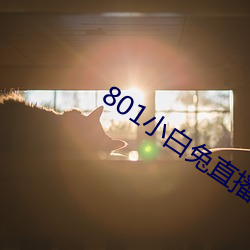 801小白兔直播