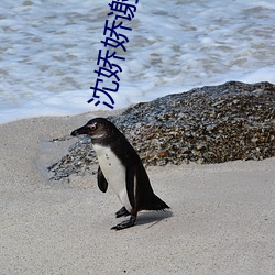 沈娇娇谢景行 （土黄）