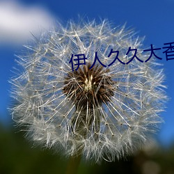 伊人久久大香线 （架谎凿空）