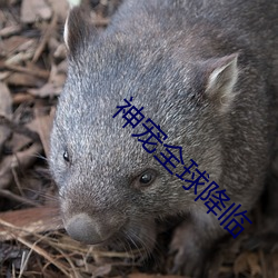 神(shén)宠全(quán)球降临